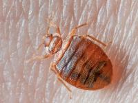 Bedbugs Control Sydney image 1